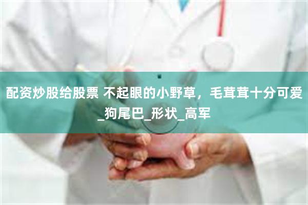 配资炒股给股票 不起眼的小野草，毛茸茸十分可爱_狗尾巴_形状_高军