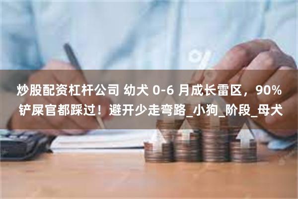 炒股配资杠杆公司 幼犬 0-6 月成长雷区，90% 铲屎官都踩过！避开少走弯路_小狗_阶段_母犬